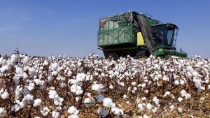 Cotton Futures